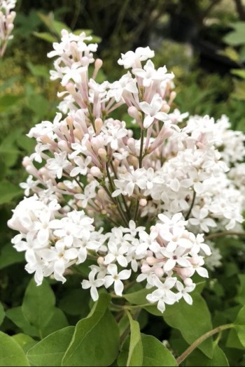 Бузок меєра Флауерфеста Вайт|Syringa meyeri ’Flowerfesta’® White|Сирень мейера Флауефеста Вайт